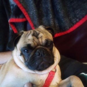 Meet your Posher, Cody